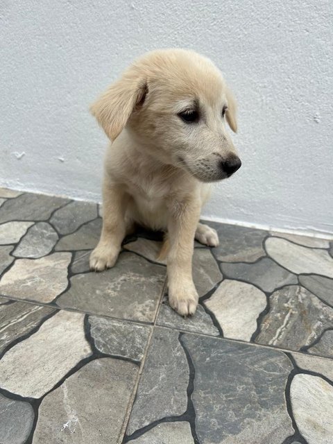 Creamy - German Shepherd Dog + Finnish Spitz Dog