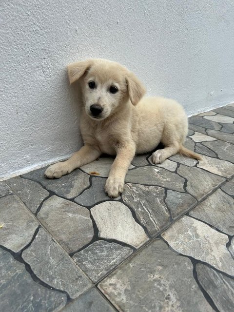 Creamy - German Shepherd Dog + Finnish Spitz Dog