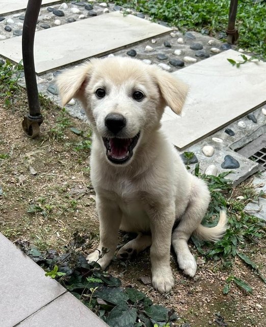 Creamy - German Shepherd Dog + Finnish Spitz Dog