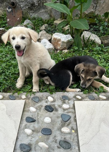 Creamy - German Shepherd Dog + Finnish Spitz Dog