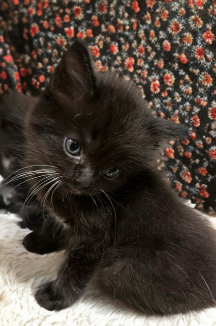 Kittens  - Bombay Cat