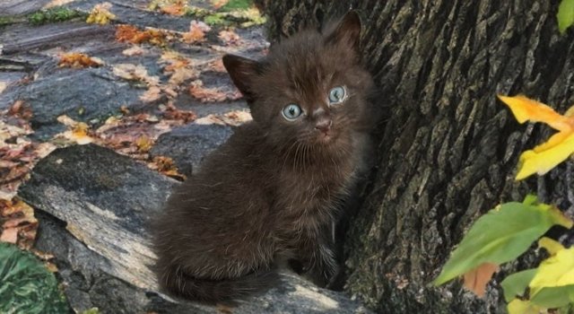 Kittens  - Bombay Cat