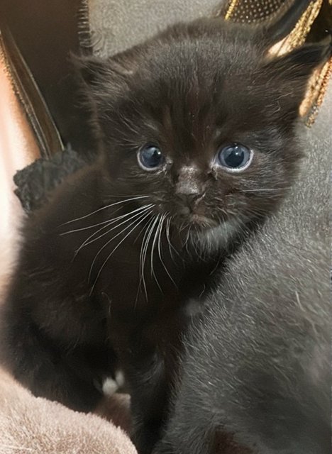 Kittens  - Bombay Cat