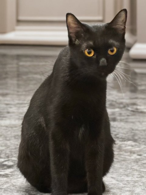 Kittens  - Bombay Cat