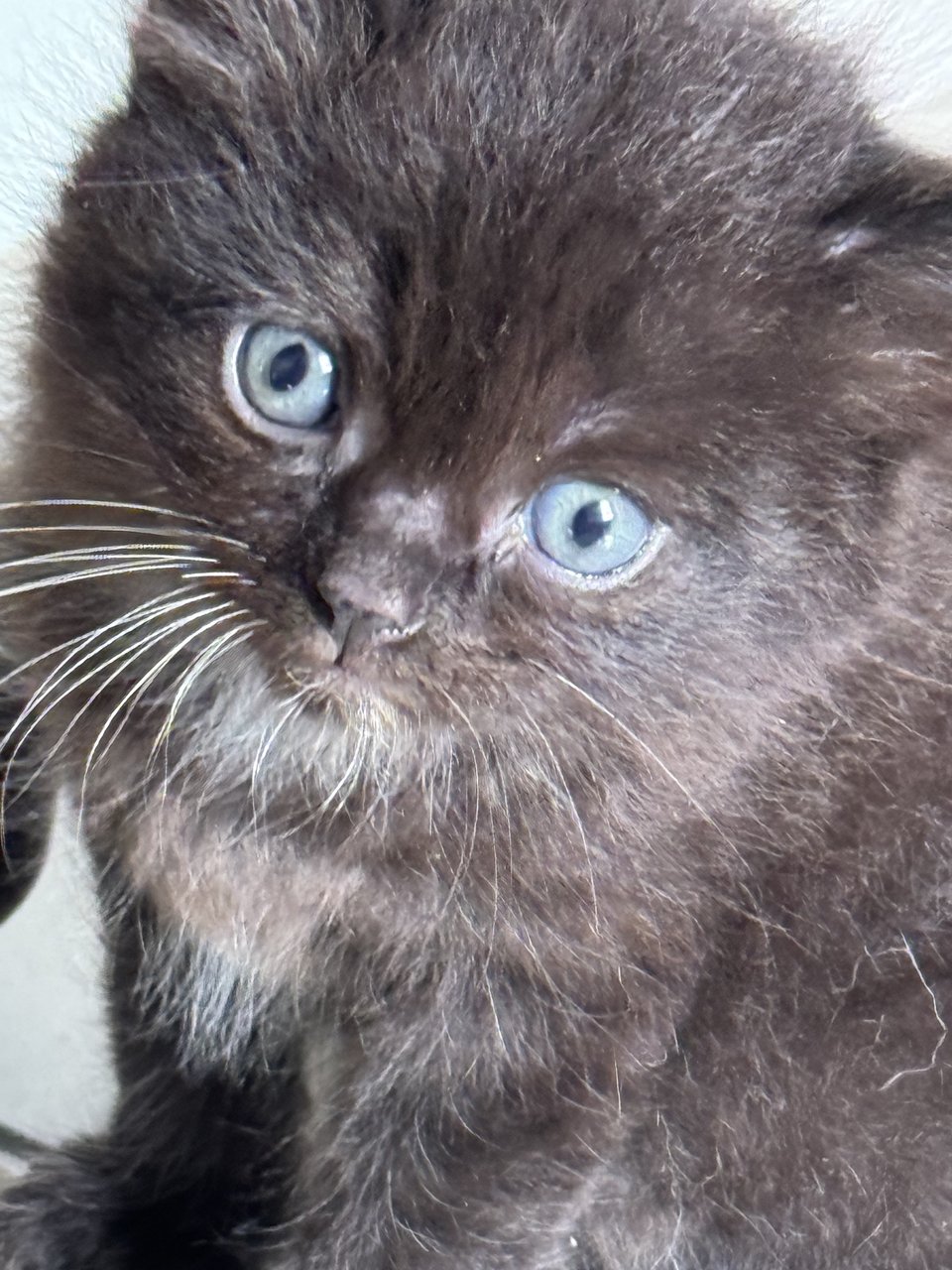 Kittens  - Bombay Cat