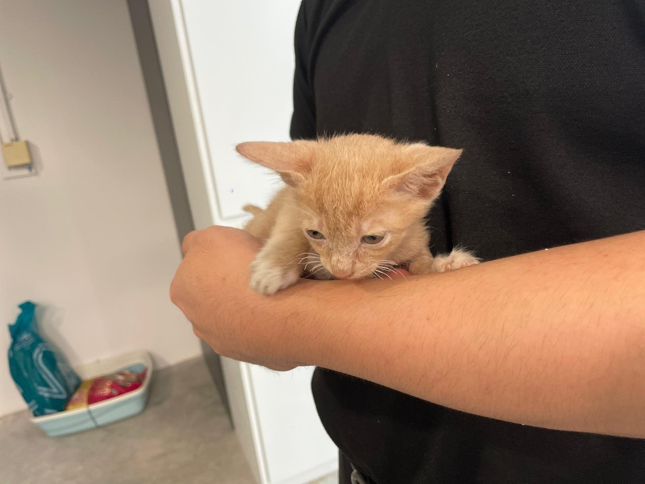 Ginger Baby - Domestic Short Hair Cat