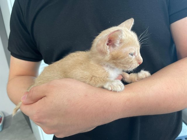 Ginger Baby - Domestic Short Hair Cat