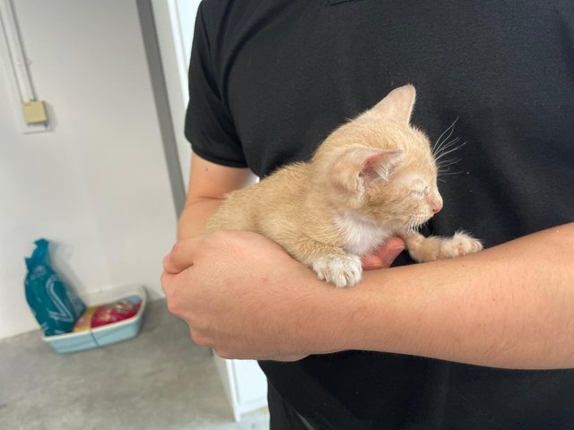 Ginger Baby - Domestic Short Hair Cat