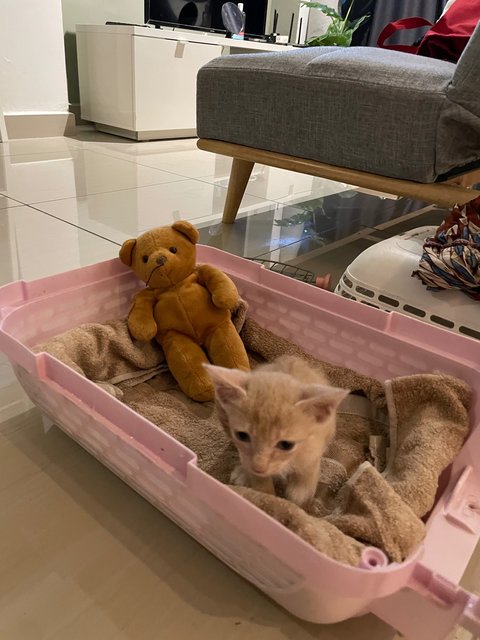 Ginger Baby - Domestic Short Hair Cat