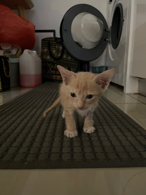 Ginger Baby - Domestic Short Hair Cat