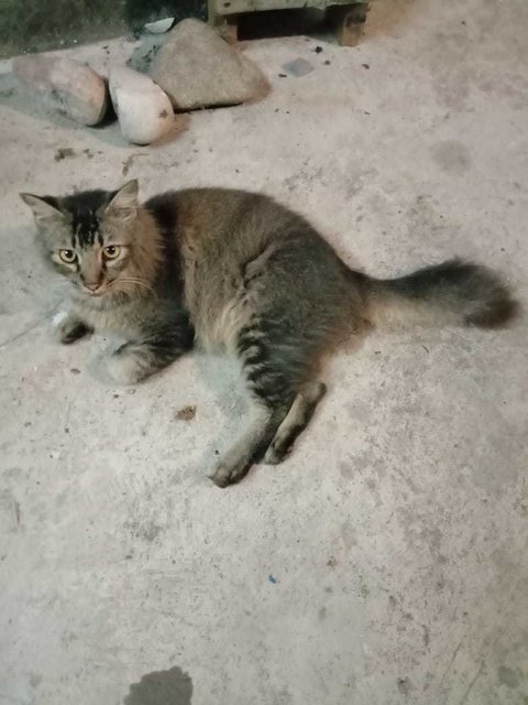 Chicko (Male) N Lola (Female)  - Maine Coon + Calico Cat