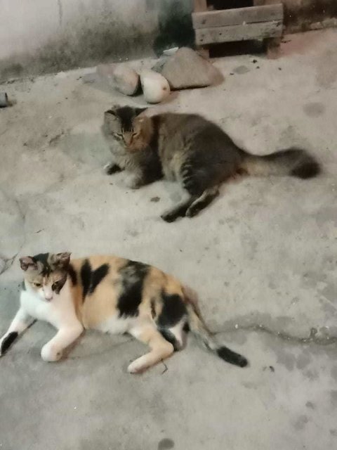 Chicko (Male) N Lola (Female)  - Maine Coon + Calico Cat