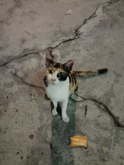 Chicko (Male) N Lola (Female)  - Maine Coon + Calico Cat