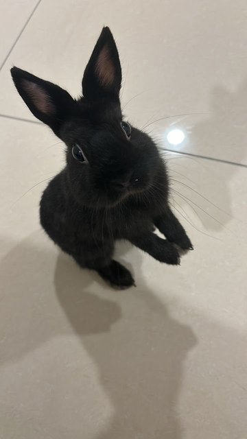 Loki - Netherland Dwarf Rabbit