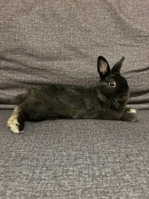 Loki - Netherland Dwarf Rabbit