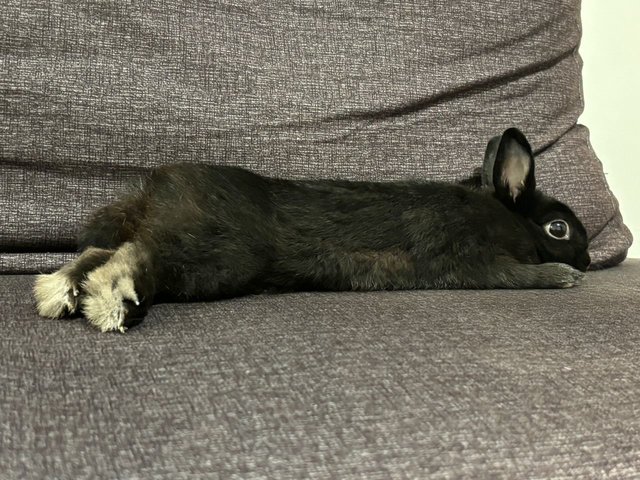 Loki - Netherland Dwarf Rabbit