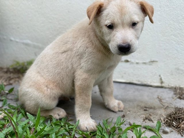 Chase - Mixed Breed Dog