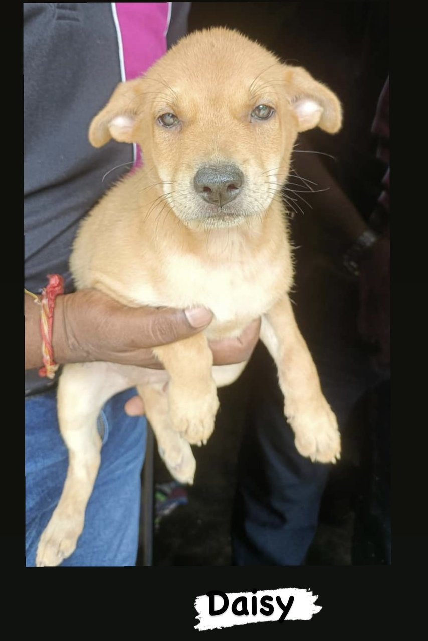 Shasha , Daisy , Ginger - Mixed Breed Dog