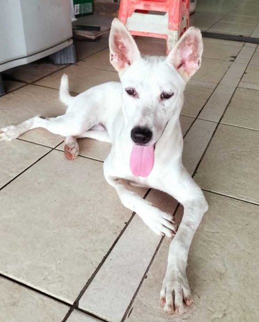 Wonderful  - Canaan Dog Mix Dog