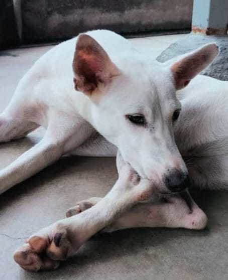 Wonderful  - Canaan Dog Mix Dog