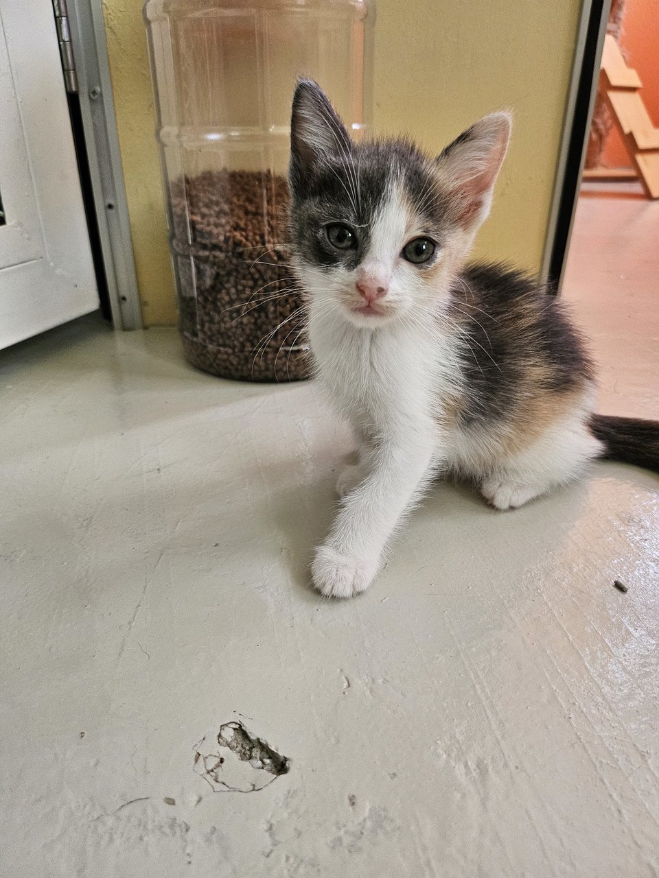 Nana &amp; Kittens - Domestic Short Hair Cat