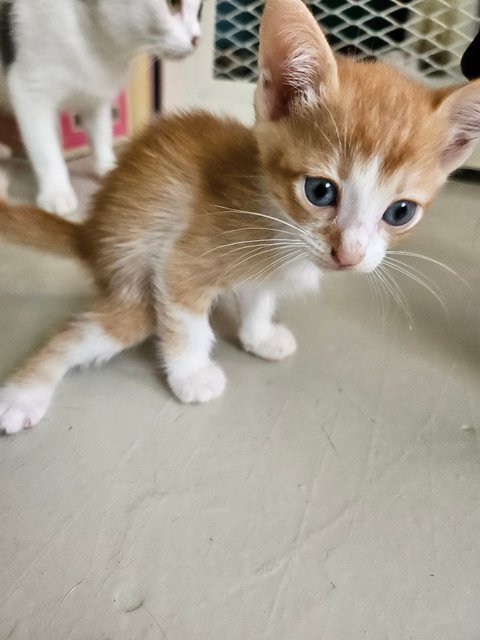 Nana &amp; Kittens - Domestic Short Hair Cat