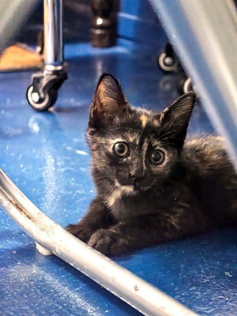 Baby - Domestic Medium Hair Cat