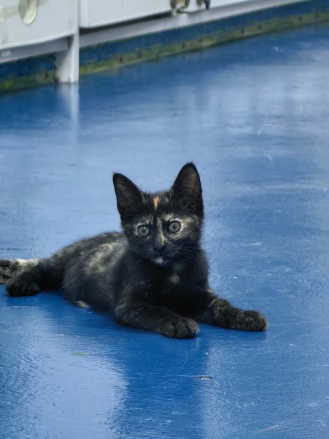 Baby - Domestic Medium Hair Cat