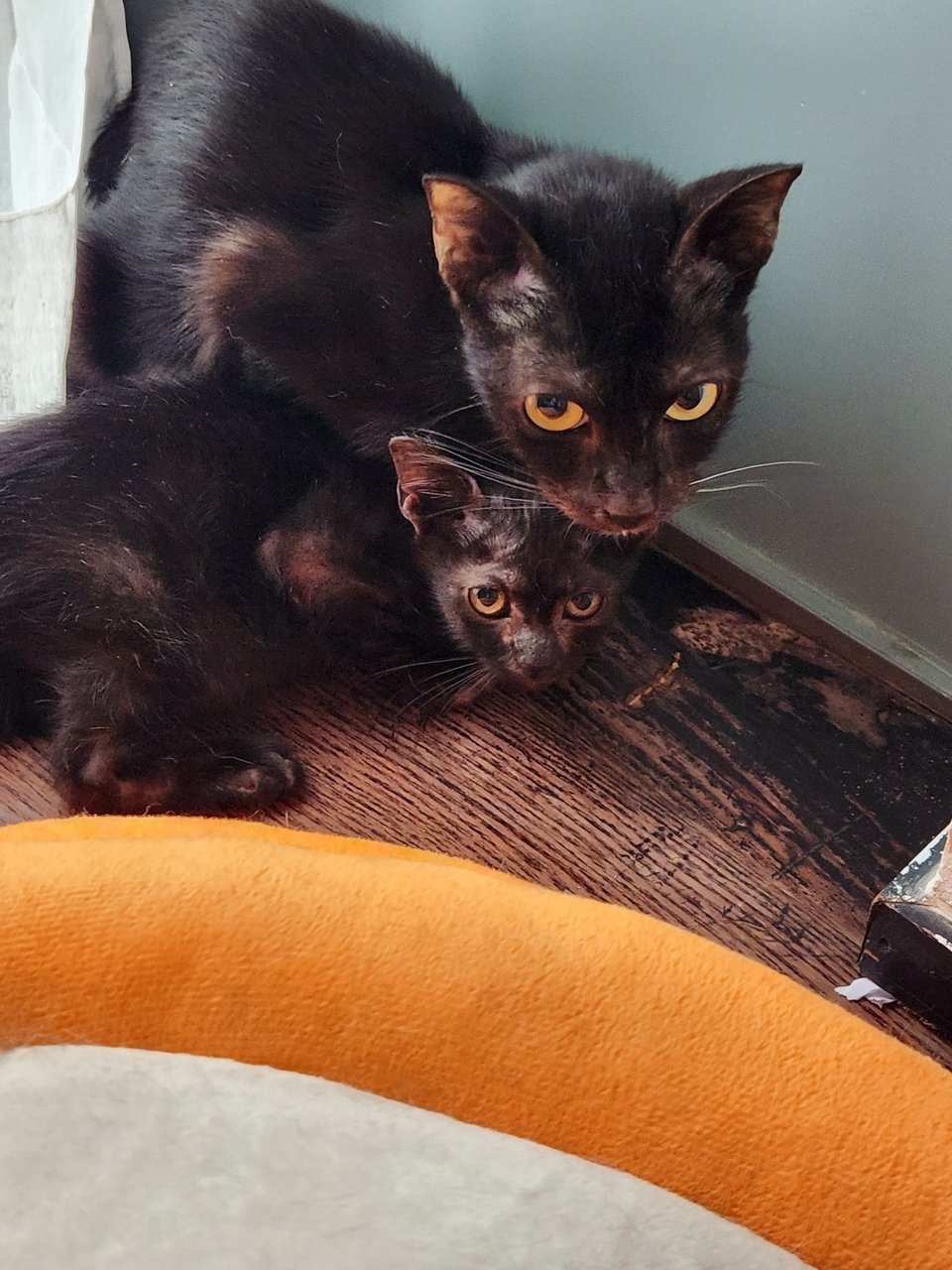 Morticia &amp; Wednesday - Domestic Short Hair Cat