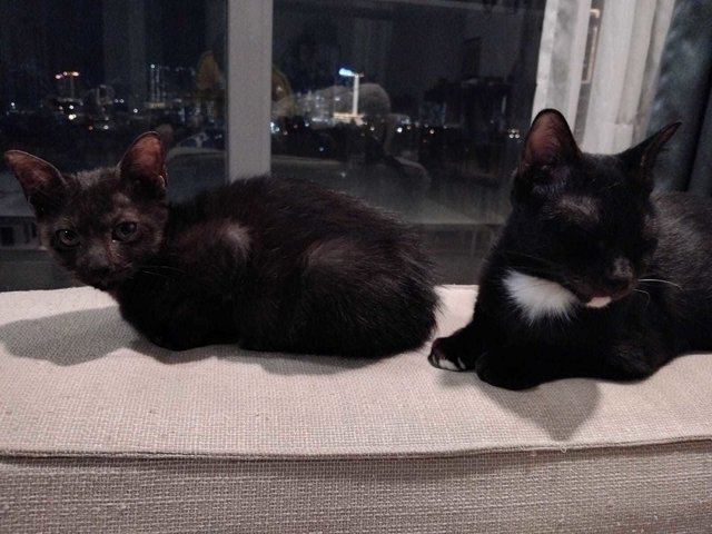 Morticia &amp; Wednesday - Domestic Short Hair Cat