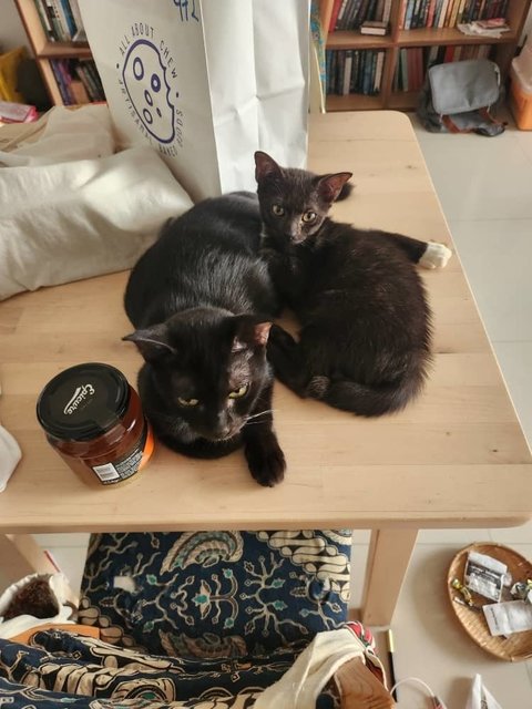 Morticia &amp; Wednesday - Domestic Short Hair Cat