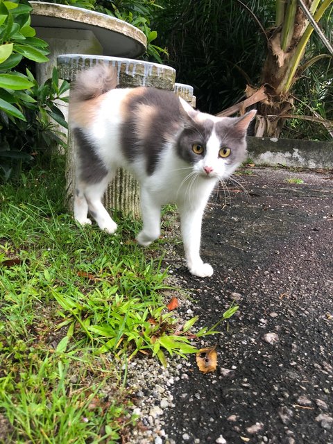 Adopted Tq Elly (Calico) - Domestic Short Hair Cat