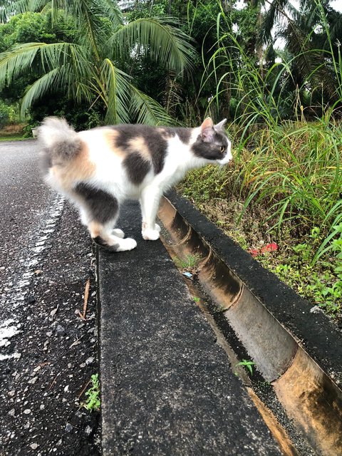 Adopted Tq Elly (Calico) - Domestic Short Hair Cat