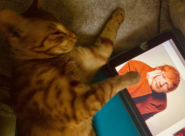 Ed Sheeran the Cat thinks he and Ed Sheeran the singer should be friends. Get in touch Ed !