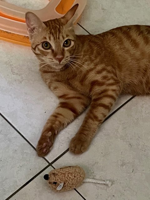 Ed loves chasing his favorite catnip mouse