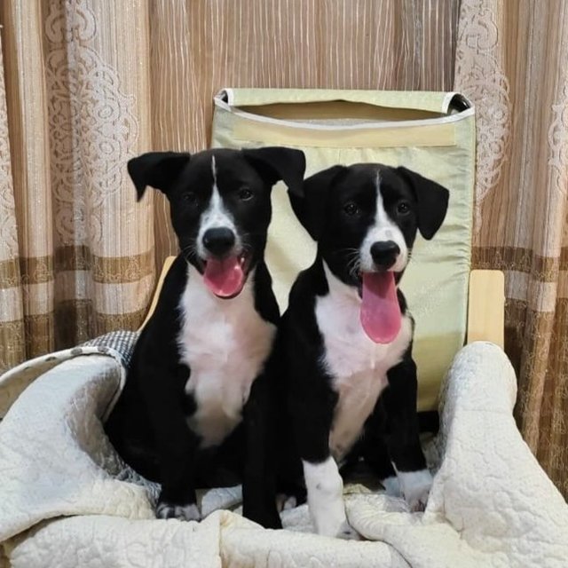 James &amp; Joy - English Pointer Mix Dog