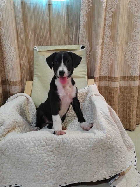 James &amp; Joy - English Pointer Mix Dog