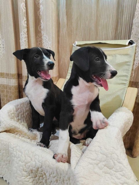 James &amp; Joy - English Pointer Mix Dog