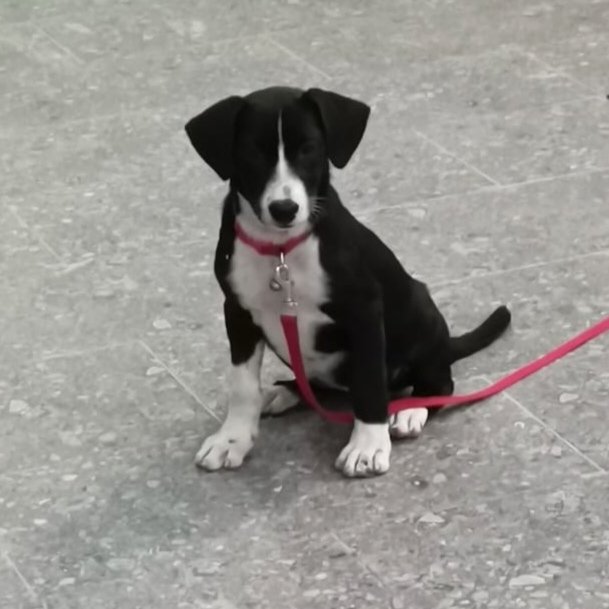 James &amp; Joy - English Pointer Mix Dog
