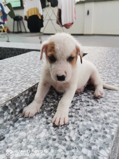 Jack Russell Mix - Jack Russell Terrier Mix Dog