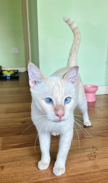 Cream, The Blue Eyes Cuddlebug - Domestic Short Hair + Siamese Cat