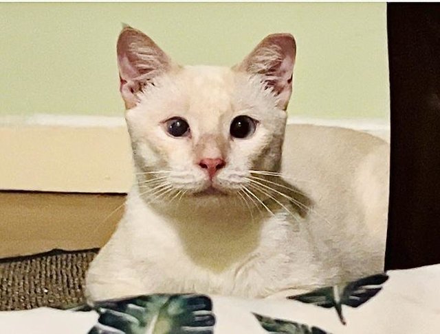 Cream, The Blue Eyes Cuddlebug - Domestic Short Hair + Siamese Cat