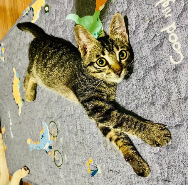 Roti, The Energetic Kitten - Domestic Short Hair Cat