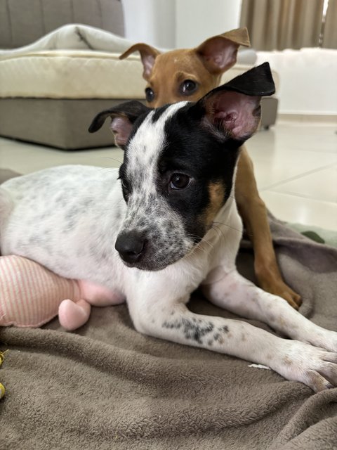 Peanut &amp; Marble - Mixed Breed Dog