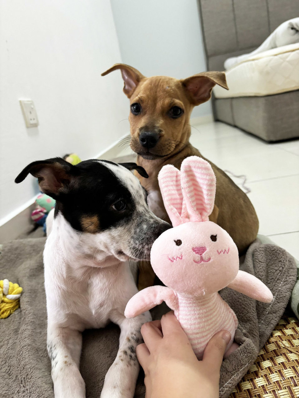 Peanut &amp; Marble - Mixed Breed Dog