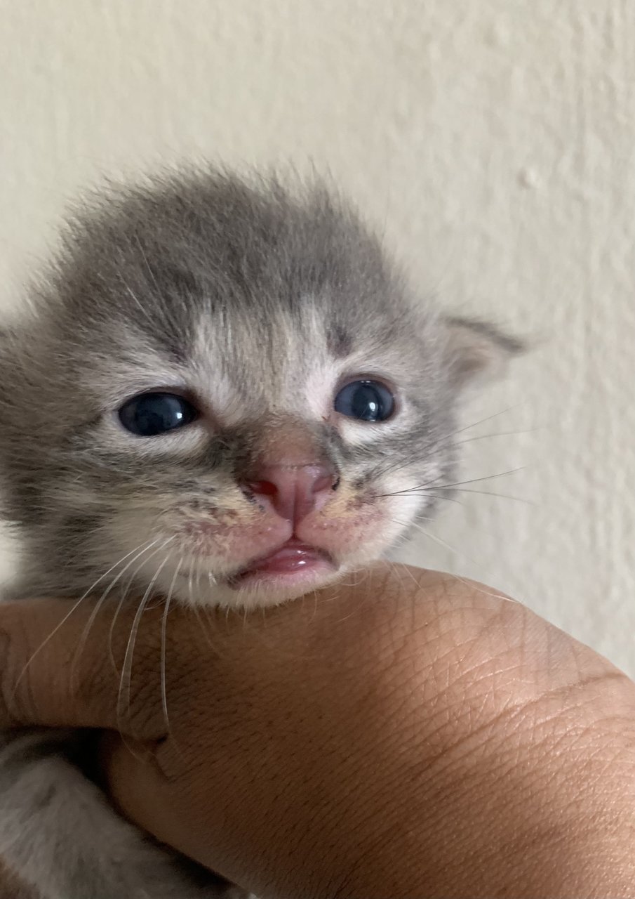 Type 1 - Domestic Medium Hair + Tabby Cat