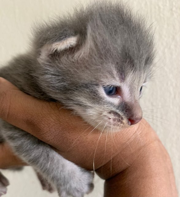 Type 1 - Domestic Medium Hair + Tabby Cat