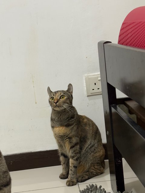 Juni - Domestic Short Hair + American Curl Cat