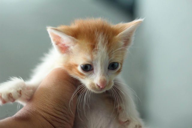 Nachos - Domestic Medium Hair Cat