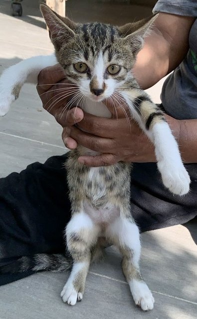 Tabbie White  - Domestic Short Hair Cat